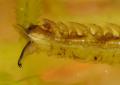 triogma_trisulcata_larva_pl8902_t1.jpg