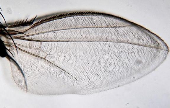 meoneura_triangularis_male_a3284.jpg