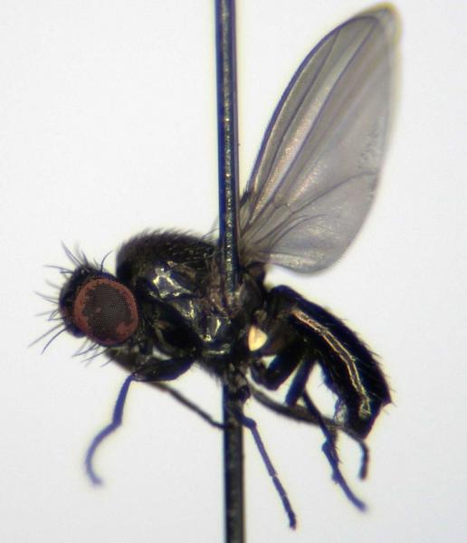 meoneuraneottiophila_habitus.jpg