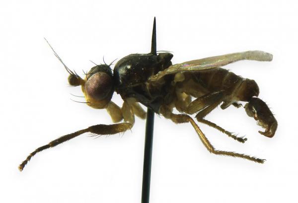 Pseudomyza atrimana