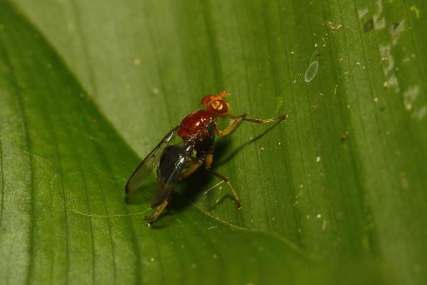 beebeomyia_mg_9163.jpg