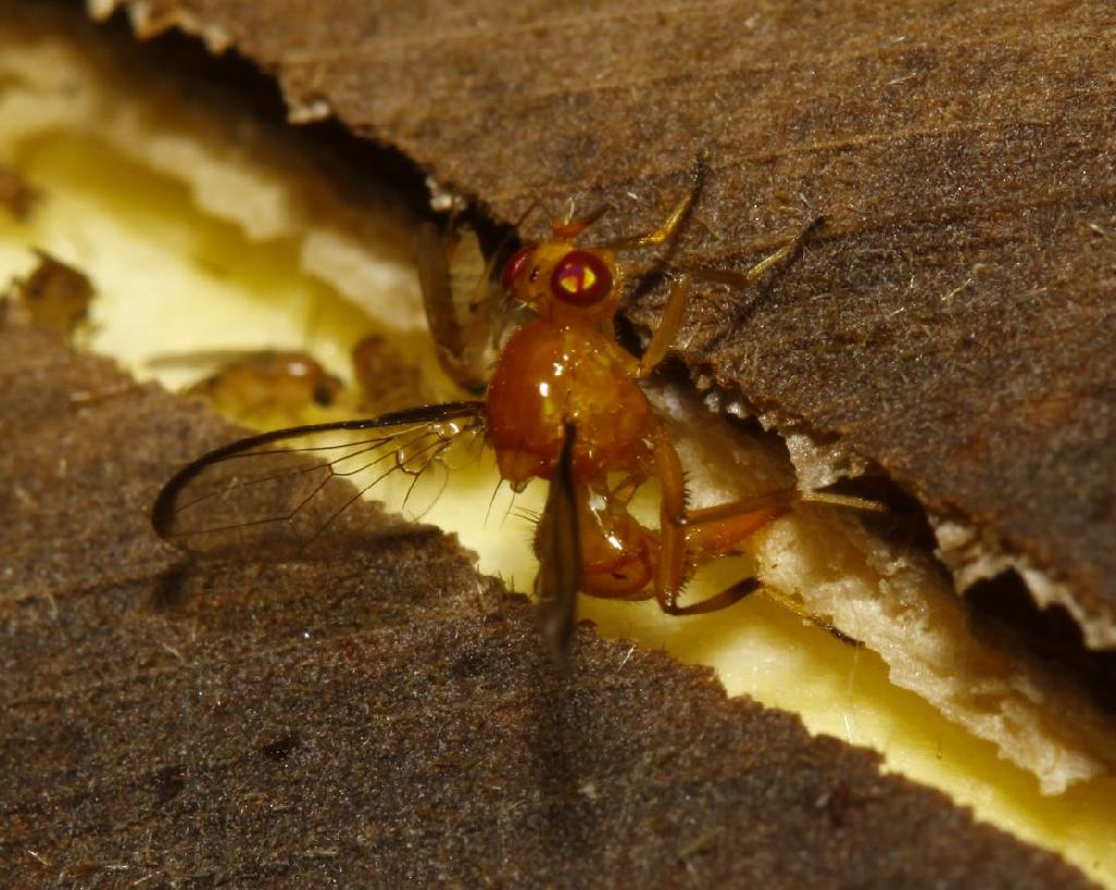 Richardiidae: Coilometopia longicornis (female) (4)