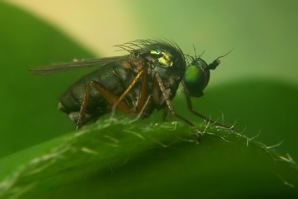 1647-dip-dolichopodidae-dolichopus-ungulatus-female-innervillgraten-220706.jpg