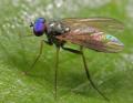 Click to view 2008-07-12-0055-diaphorusoculatus_t1.jpg
