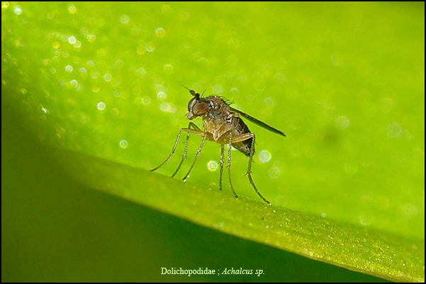 Dolichopodidae (inc. former Microphoridae): Achalcus flavicollis (female) (1)