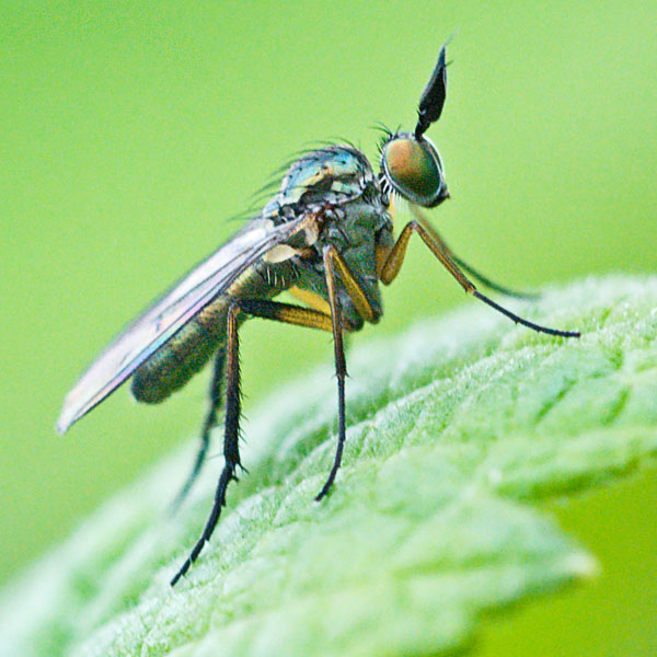 Dolichopodidae (inc. former Microphoridae): Syntormon pallipes (male) (2)