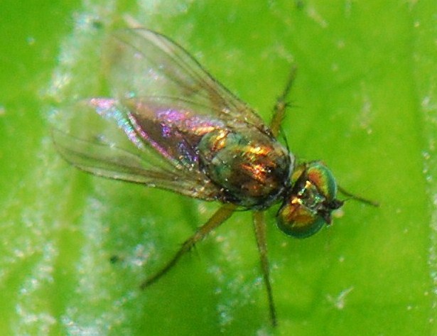 Dolichopodidae (inc. former Microphoridae): Chrysotus neglectus (male) (1)