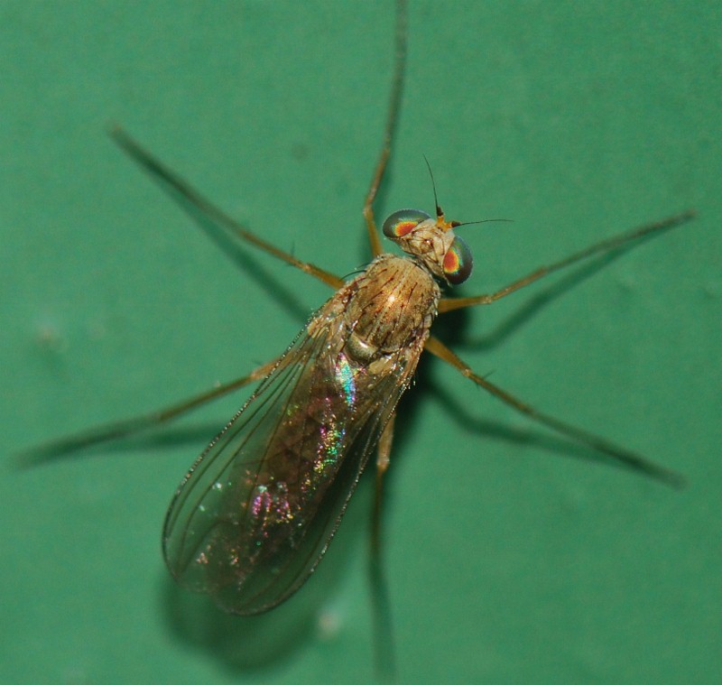 Dolichopodidae (inc. former Microphoridae): Sciapus contristans (male) (2)