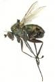 Click to view dolichopus_acricola_male_t1.jpg