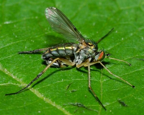 dolichopus_claviger_male1.jpg