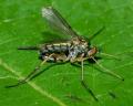 Click to view dolichopus_claviger_male1_t1.jpg