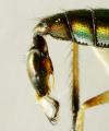 Click to view dolichopus_claviger_male2_t1.jpg