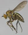 Click to view dolichopus_clavipes_t1.jpg
