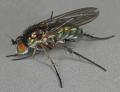 Click to view dolichopus_diadema_t1.jpg