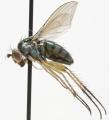 Click to view dolichopus_latipennis_jf10-5176_t1.jpg