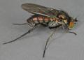 Click to view dolichopus_lepidus_t1.jpg