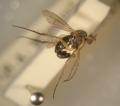 Click to view dolichopusdomesticus_t1.jpg