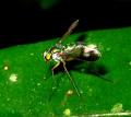 Click to view fly2_t1.jpg