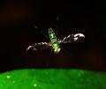 Click to view fly_t1.jpg