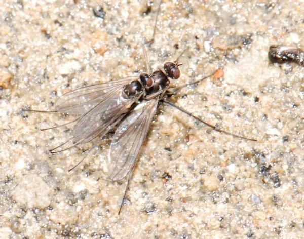 hydrophorus_sp.jpg