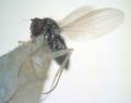 Click to view photo_dolichophorus_kerteszi_t1.jpg