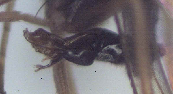 Dolichopodidae (inc. former Microphoridae): Medetera insignis (male) (4)