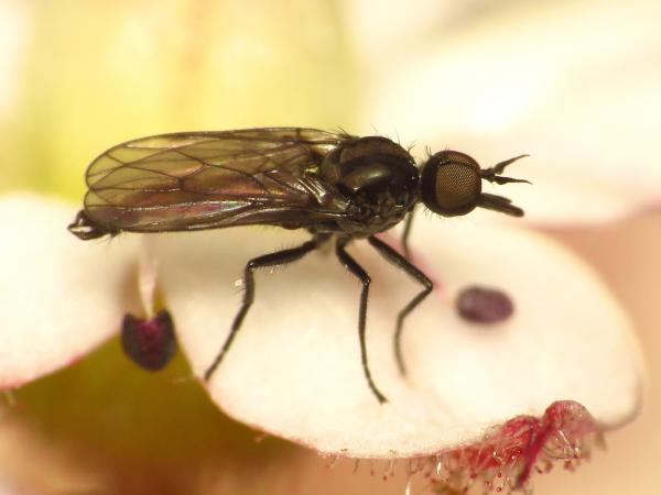 paraiteaphila1.jpg