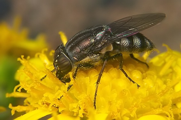 6958-dip-calliphoridae-stomorhina-lunata-female-weilerswist-121003.jpg