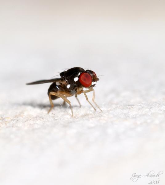 amiotaalboguttata.jpg