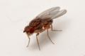 drosophila-busckii-kw-2010_t1.jpg