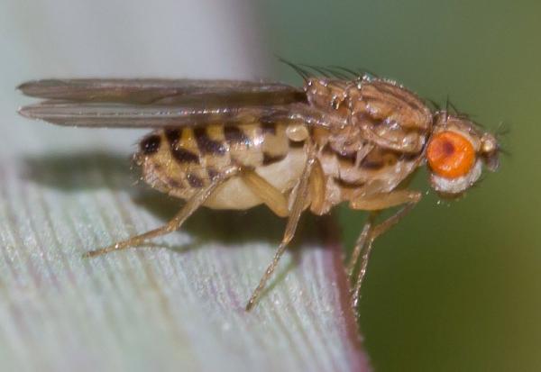 drosophila_busckii_fuera_charca.jpg