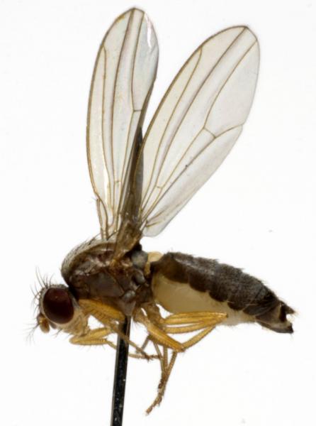 drosophila_funebris_f_jf09-0798.jpg