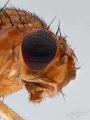 drosophila_immigrans_4-5_t1.jpg