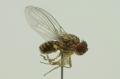 drosophila_t1.jpg