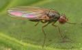 Click to view ds_21914m_t1.jpg