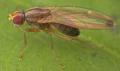 Click to view ds_21960m_t1.jpg