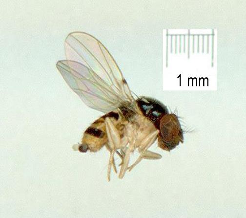 Drosophilidae: Mycodrosophila aqua (1)