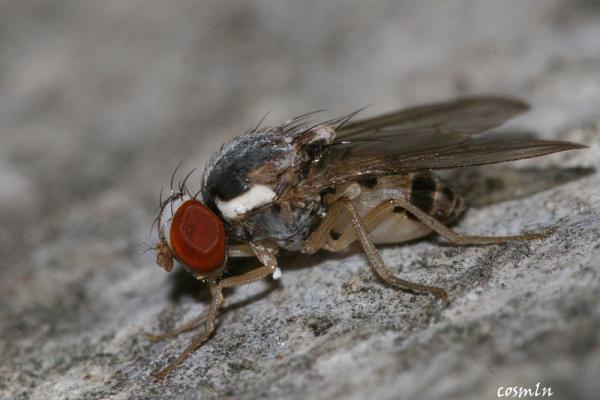 leucophenga_maculata_img_3714.jpg