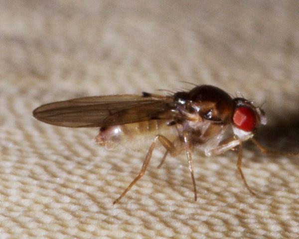 mycodrosophila_poecilogastra_1.jpg