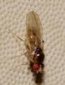 Click to view mycodrosophila_poecilogastra_2_t1.jpg