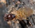 Click to view mycodrosophila_t1.jpg