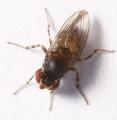 Click to view phorticavariegata2_t1.jpg