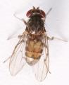 Click to view phorticavariegata3_t1.jpg