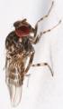 Click to view phorticavariegata4_t1.jpg