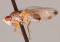 Click to view scaptomyza_unipunctum_t1.jpg
