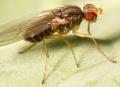Click to view scaptomyzagraminum2_t1.jpg