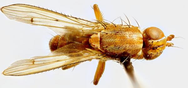 Click to view full image dorsal-small.jpg