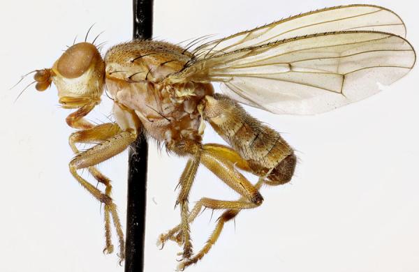 Click to view full image lateral-small.jpg