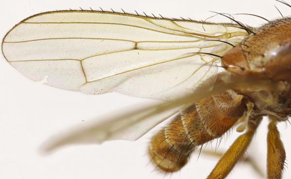 Click to view full image wing-small.jpg