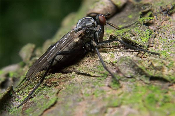 1949-dip-empididae-rhamphomyia-crassirostris-female-hemmerich-180506.jpg